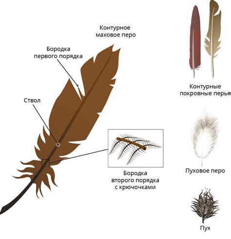 Перья и их функции