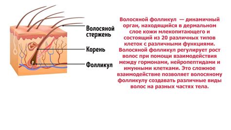 Питание и его влияние на волосяные фолликулы