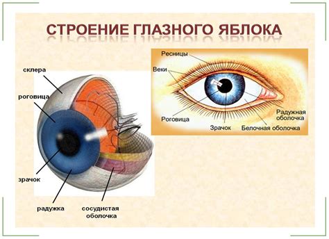 Питание и метаболизм глазного яблока