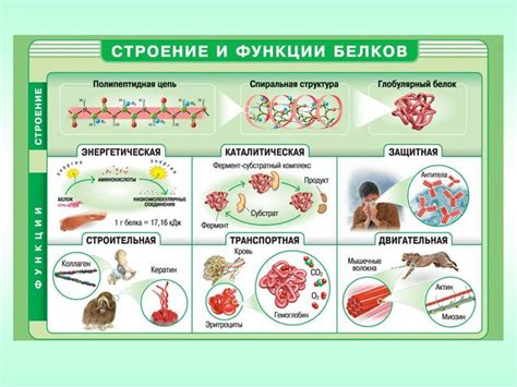 Питательность и белки