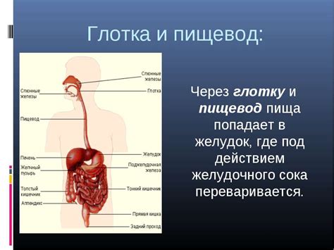 Пища и ее путь через гланды