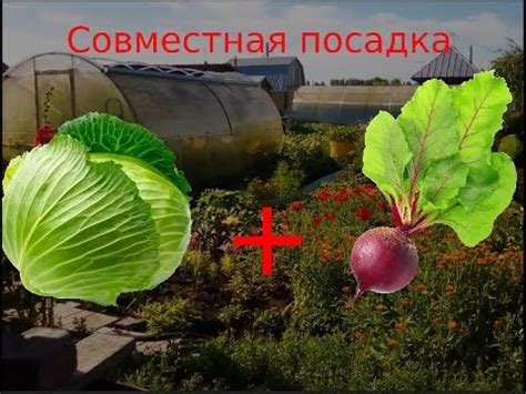 Плюсы и минусы замораживания свеклы