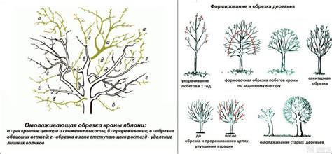 Плюсы обрезки в осень