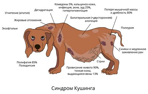 Поведенческие изменения у собак после поднимания за шкуру