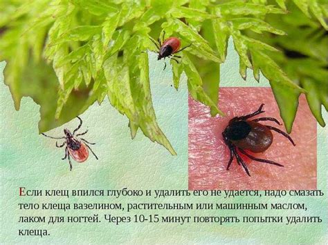 Повышенная активность клещей осенью: причины и особенности