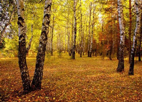 Погода и осенние изменения у березы