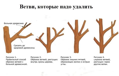 Подбор экологического времени для обрезки яблонек