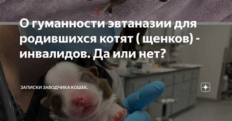 Подведение итогов: свинина для котят - да или нет?