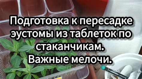 Подготовка гацании к пересадке