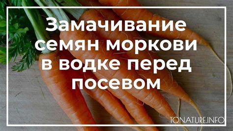 Подготовка и обработка моркови перед хранением