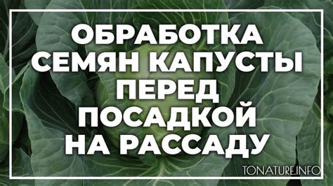 Подготовка капусты к рассолу