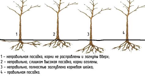 Подготовка почвы: основные моменты