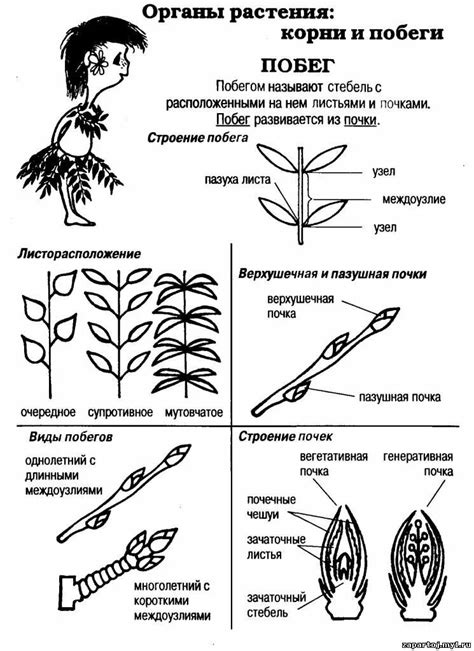 Подготовка растения