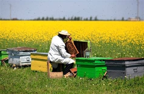 Поддержка пчеловодства