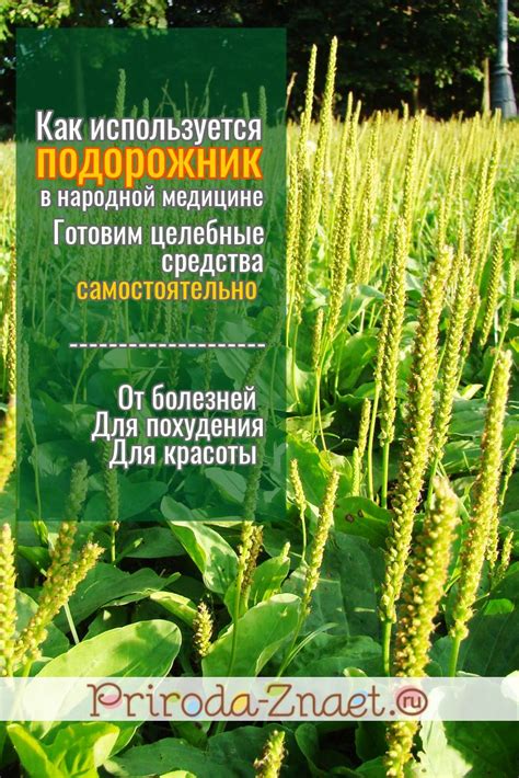 Подорожник: что это и какую функциональность он имеет?