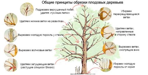 Подходящий период для осенней обрезки