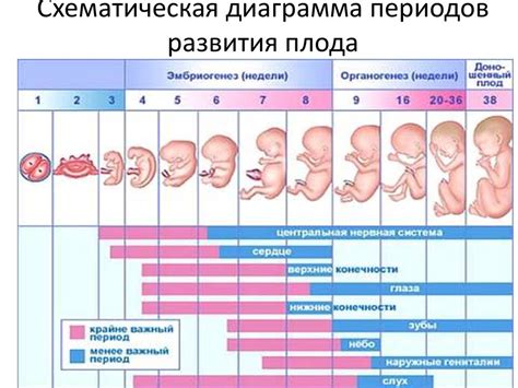 Показатели развития плода