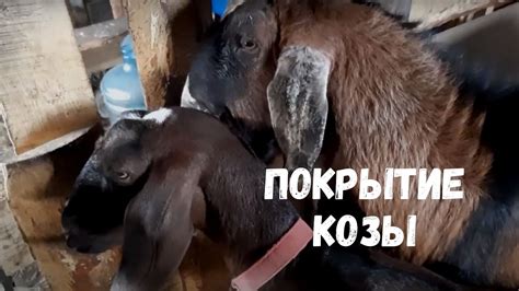 Покрытие козы родственным козлом: допустимо ли?