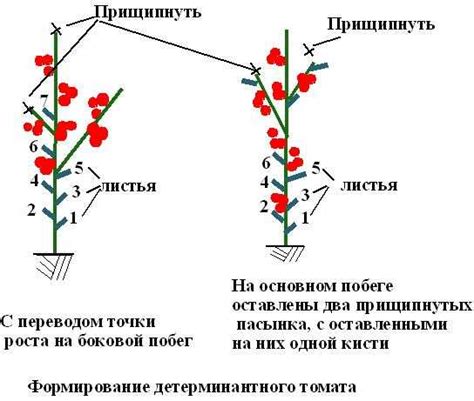 Полезность обрезки листьев