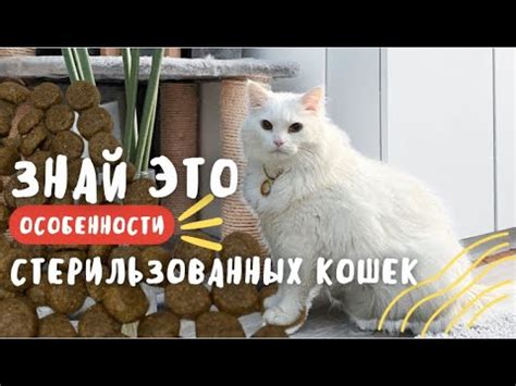 Полезность семечек для кошек