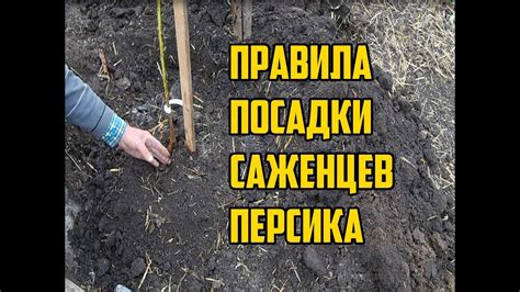 Полезные советы для зимней посадки