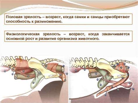 Половая зрелость