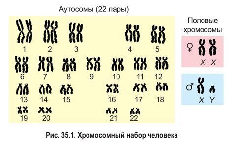 Половые хромосомы: как они определяют пол ребенка