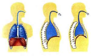 Положение диафрагмы при дыхании