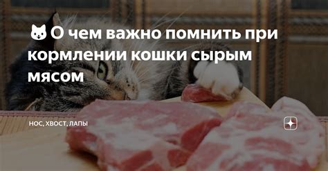 Польза или вред: что говорят врачи о кормлении котят сырым фаршем