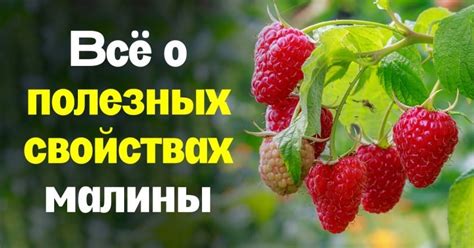 Польза свежей малины для иммунной системы: