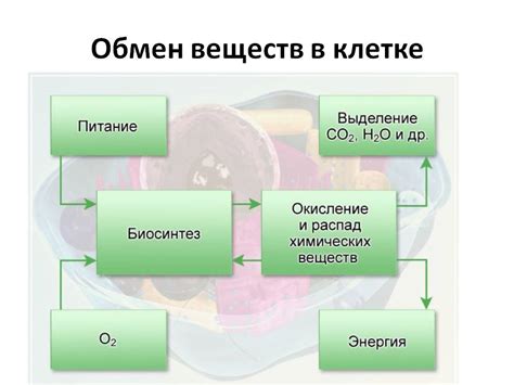 Понижение обмена веществ и спячка