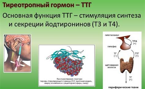 Пониженный ТТГ: что это такое?