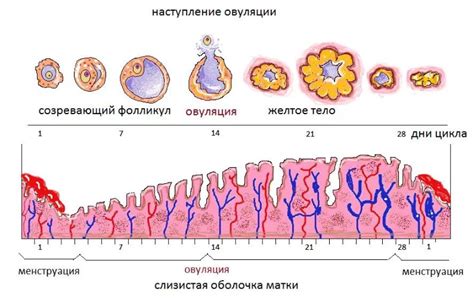 Понятие овуляции и зачатия