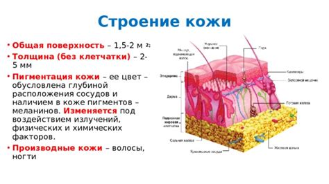 Последствия изменения сосудов кожи: пигментация и рыхлость кожи