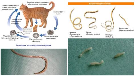 Последствия и опасность глистов у котят