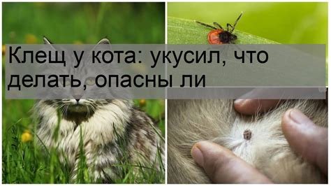 Последствия клещевого укуса у кота