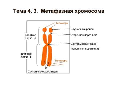 Последствия наличия лишней хромосомы у человека