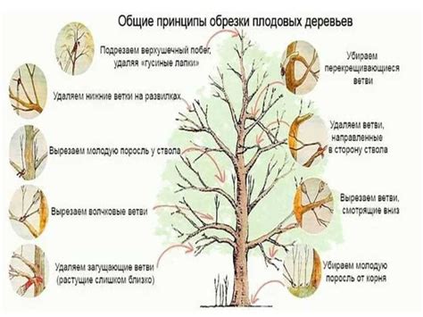 Последствия неправильной осенней обрезки боярышника и как их избежать