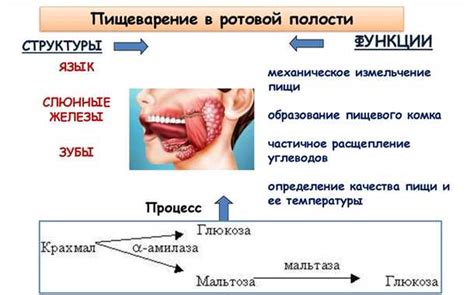 После обеда - укрепление пищеварительного процесса