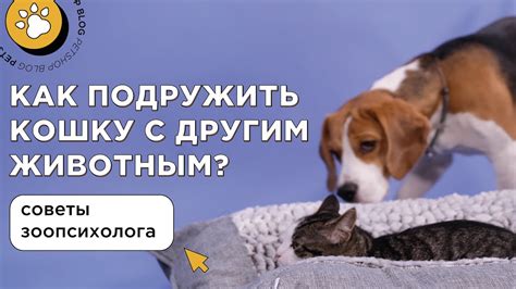 Постепенное знакомство и игры между кошками