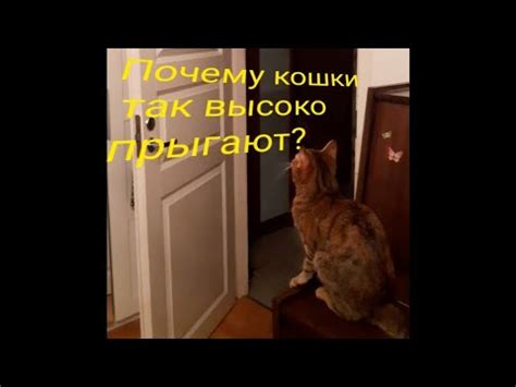 Почему коты прыгают