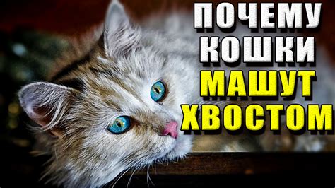 Почему кошки машут хвостом?