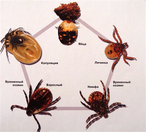 Почему не следует оставлять клещей на коже питомца