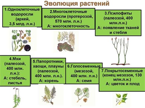 Появление цветковых растений в эволюции