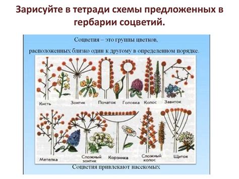 Появление цветковых растений и разнообразие современных покрытосеменных