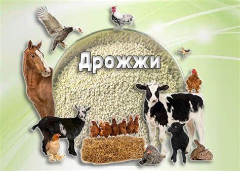 Правила дачи мясокостной муки поросятам