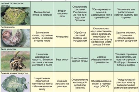 Правила кормления капустой