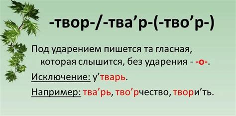 Правила написания слов "твор" и "твора"