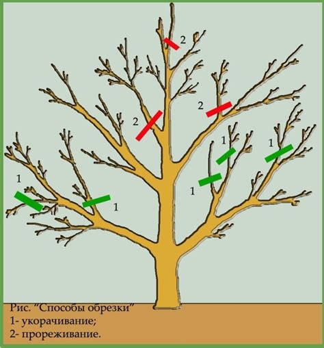 Правила обрезки яблонь весной