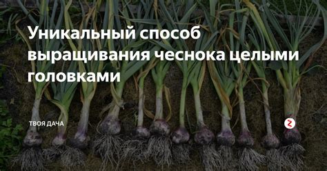 Правила посадки чеснока целыми головками